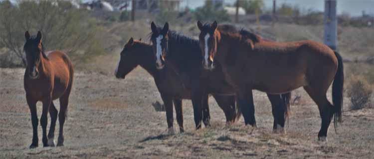 mustangs